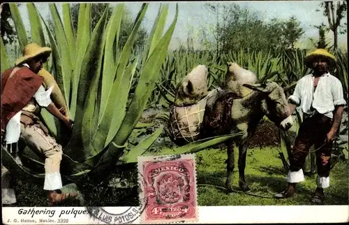 Ak Mexiko, Farmers gathering pulque, donkey