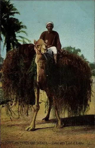 Ak Egyptian Types and Scenes, Camel with Load of Fodder