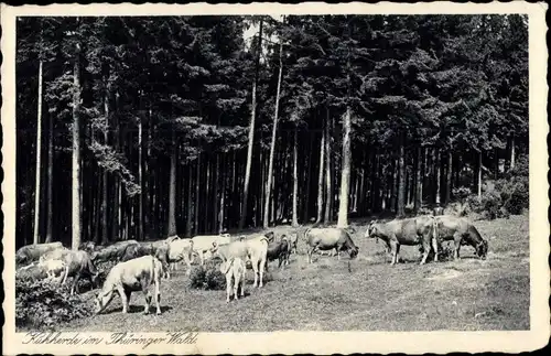 Ak Kuhherde im Thüringer Wald