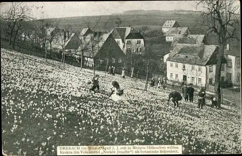 Ak Drebach im Erzgebirge Sachsen, Krokuswiese, Volksmund Nackte Jungfer