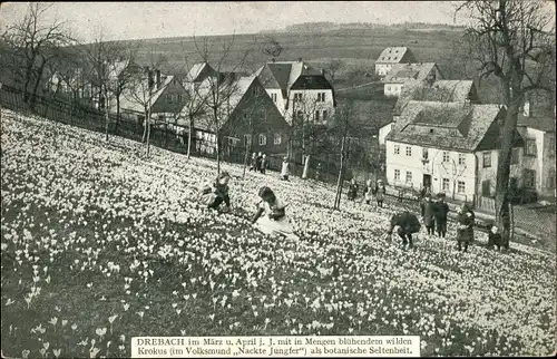 Ak Drebach im Erzgebirge Sachsen, Krokuswiese, Volksmund Nackte Jungfer