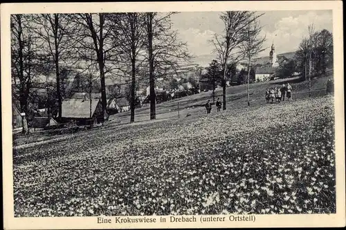 Ak Drebach im Erzgebirge Sachsen, Eine Krokuswiese im unteren Ortsteil