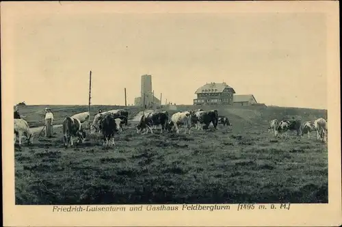 Ak Feldberg im Schwarzwald, Friedrich-Luisenturm und Gasthaus Feldbergturm, weidende Kühe