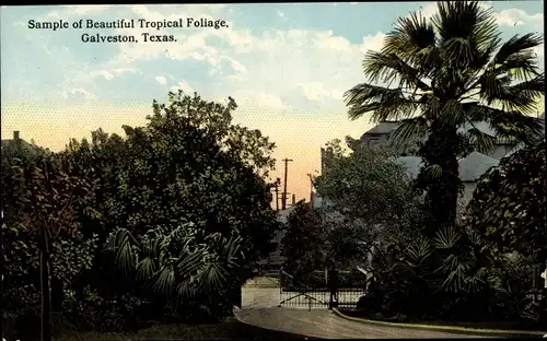 Ak Galveston Texas USA, Sample of Beautiful Tropical Foliage