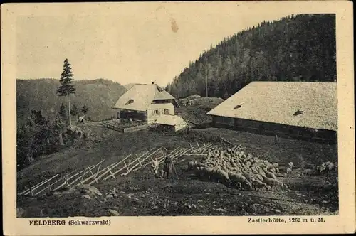 Ak Feldberg im Schwarzwald, Zastlerhütte, Schafherde