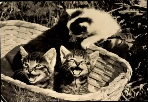 Ak Katzenbabys in einem Flechtkorb