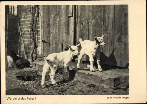 Ak Wo bleibt das Futter, Ziegen vor dem Stall