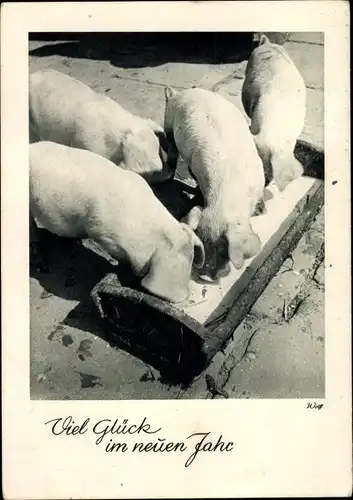 Ak Glückwunsch Neujahr, Schweine am Futtertrog