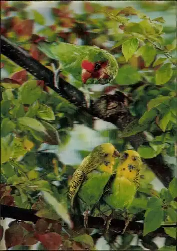 3 D Ak Zwei Wellensittiche, Papagei