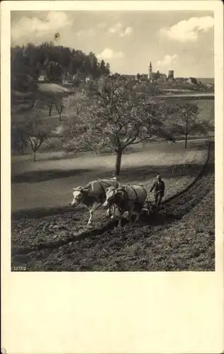 Foto Ak Bauer mit Rinderpflug auf dem Feld