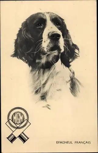 Ak Epagneul Francais, Jagdhund, Reklame, MGM, Patronen