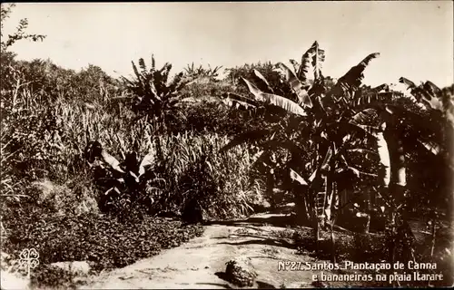 Ak Santos Brasilien, Plantacao de Canna e bananeiras na praia Itarare, Plantage
