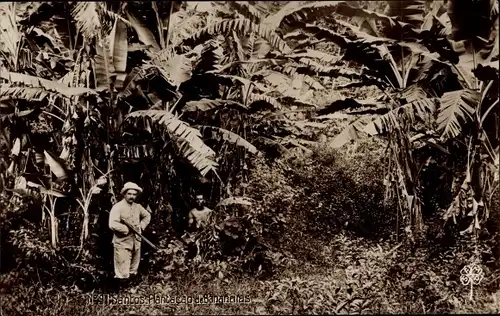 Ak Santos Brasilien, Plantacao de bananeiras