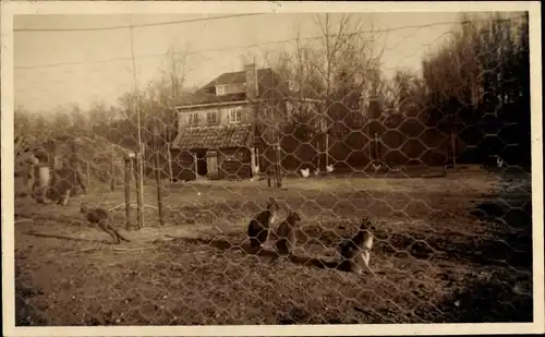 Foto Ak Haamstede Zeeland Niederlande, Tiergehege, Kängurus