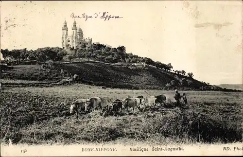 Ak Bone Hippone Algerien, Basilique Saint-Augustin, Rinderherde
