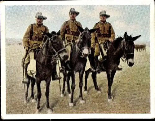 Sammelbild Der Weltkrieg 1914/18, Die Kämpfe in den deutschen Kolonien Nr. 248, Reiter,Südwestafrika