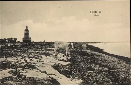 Ak Falsterbo Skåne Schweden, Utkik, Kuh