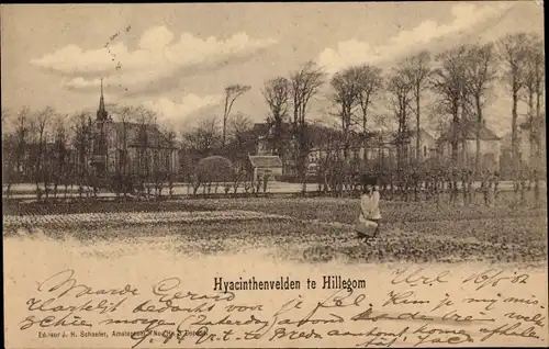 Ak Hillegom Südholland Niederlande, Hyacinthenvelden