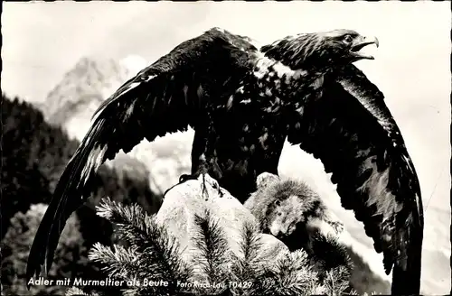 Ak Adler mit Murmeltier als Beute, Fotograf Risch Lau