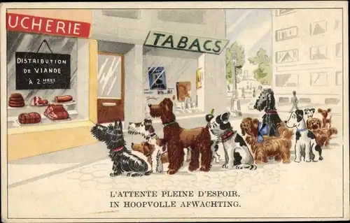 Ak Hunde vor einem Fleischladen, L'Attente pleine d'Espoir, In Hoopvoll Afwachting