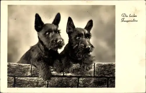 Ak Zwei Hunde, Mauer, Schwarze Terrier