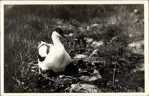 Foto Ak Vogel, Kluut, Säbelschnäbler