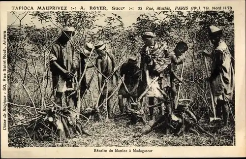Ak Madagaskar, Recolte du Manioc, Tapioca Mauprivez, A. Royer, Paris, Reklame