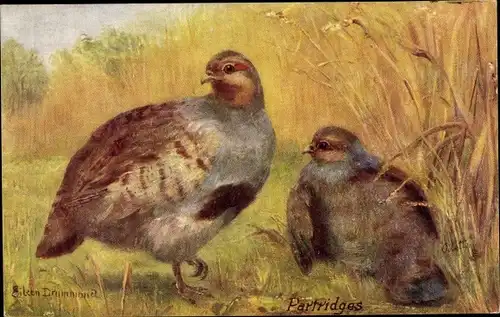 Künstler Ak Drummond, E., Partridges, Rebhuhn