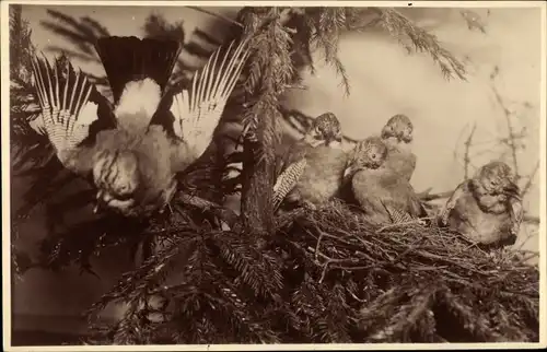 Ak Eichelhäher am Nest, Naturkundliches Heimatmuseum der Stadt Leipzig