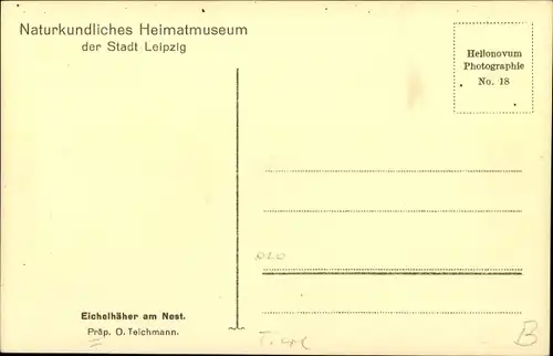 Ak Eichelhäher am Nest, Naturkundliches Heimatmuseum der Stadt Leipzig