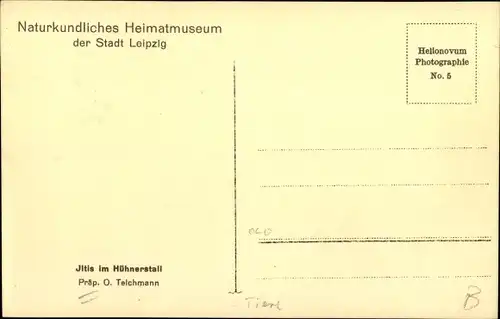 Ak Iltis im Hühnerstall, Naturkundliches Heimatmuseum der Stadt Leipzig