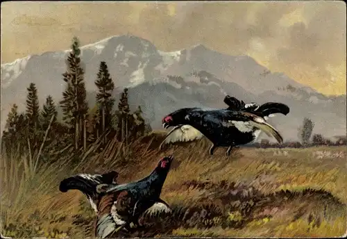 Künstler Ak Auerhähne im Kampf, Auerhuhn, Balz