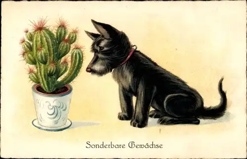 Ak Terrier und Kaktus, Sonderbare Gewächse
