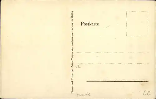 Ak Junge Rentierhunde aus Lappland, Welpen