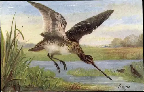 Künstler Ak Drummond, E., The Snipe, Bekassine