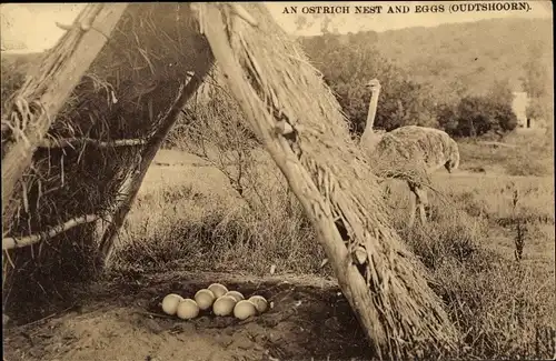 Ak An Ostrich Nest and Eggs, Strauß, Nest, Eier, Vogelnest