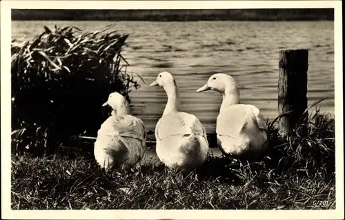 Foto Ak Weiße Enten am Teich