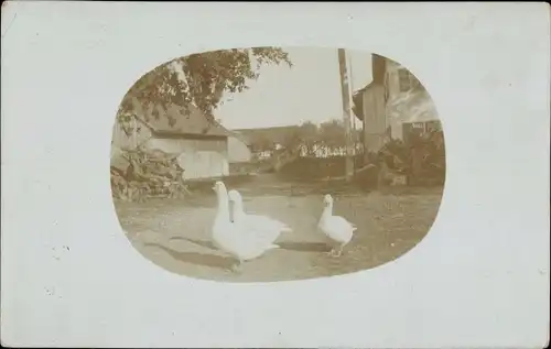 Foto Ak Drei Gänse, Bauernhof, Dorfpartie