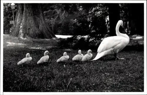 Foto Ak Schwan und Jungtiere