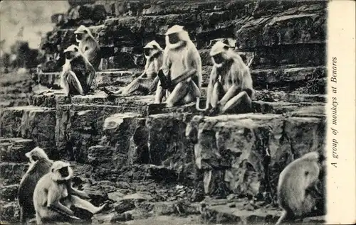 Ak A group of monkeys at Benares, Affen