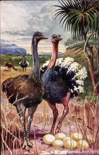 Künstler Ak Baumgarten, E. von, Strauße in Südwestafrika, Straußeneier, Deutsche Kolonialgebiete