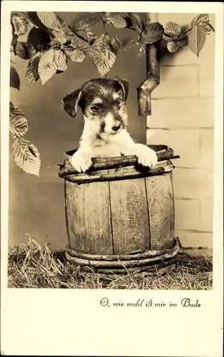 Ak O, wie wohl ist mir im Bade, Kleiner Hundewelpe, Terrier