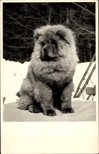 Foto Ak Chow Chow, Hund, Tierportrait
