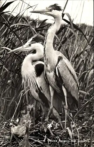 Ak Graureiher, Blauwe Reigers met jongen, Vogelnest, Jungtiere