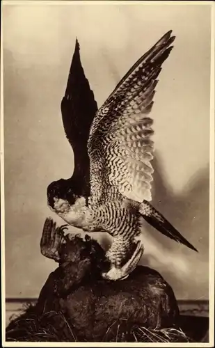 Ak Naturkundliches Heimatmuseum der Stadt Leipzig, Wanderfalk im Begriff ein Rebhuhn zu kröpfen