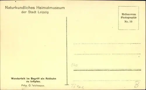 Ak Naturkundliches Heimatmuseum der Stadt Leipzig, Wanderfalk im Begriff ein Rebhuhn zu kröpfen