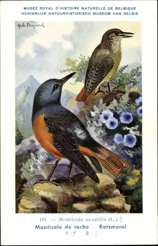 Künstler Ak Dupond, Hub., Monticola saxatilis, Steinrötel