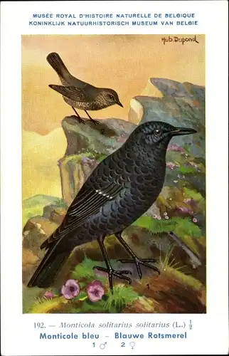 Künstler Ak Dupond, Hub., Monticola solitarius, Blaumerle