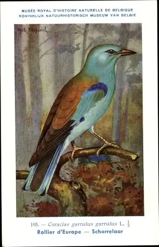 Künstler Ak Dupond, Hub., Coracias garrulus, Blauracke