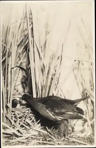 Ak Naturkundliche Heimatmuseum der Stadt Leipzig, Grünfüßiges Teichhuhn am Nest